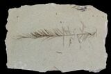 Metasequoia (Dawn Redwood) Fossil - Montana #85850-1